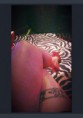 /album/photogallery/coxa-jpg/